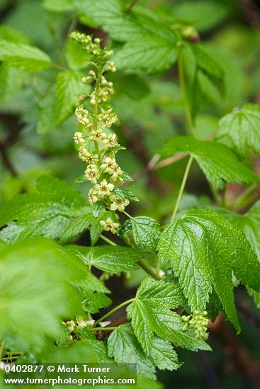 Ribes bracteosum