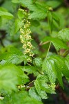 Stink Currant blossoms & foliage