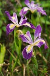 Douglas's Iris blossoms