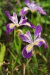 Iris douglasiana