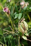 Giant Vetch blossoms, foliage & immature fruit