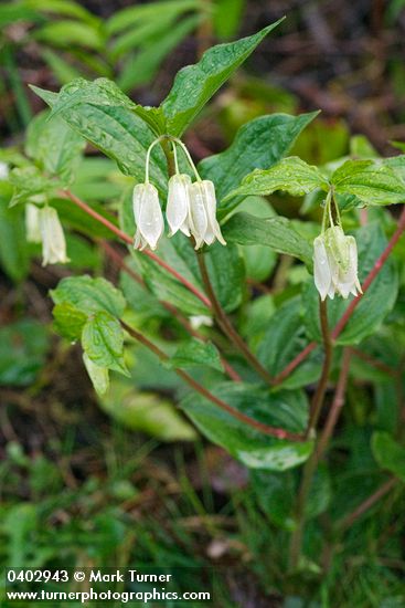 Disporum smithii