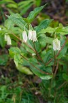 Disporum smithii