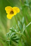 Viola douglasii