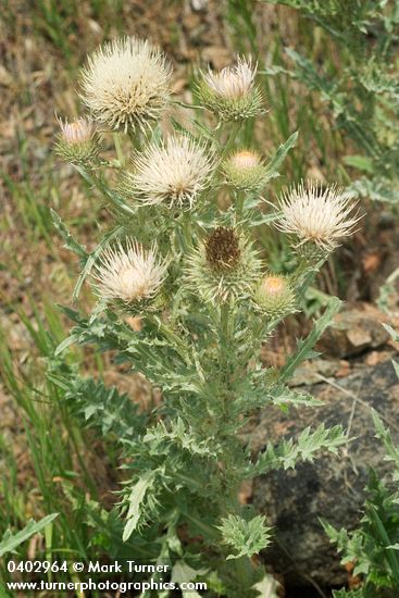 Cirsium cymosum