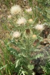 Cirsium cymosum