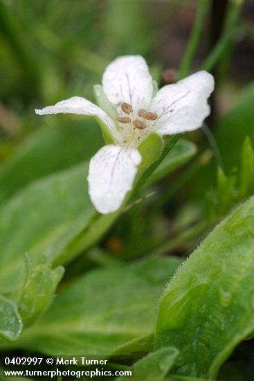 Hesperochiron californicus