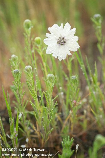 Blepharipappus scaber