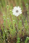 Blepharipappus scaber