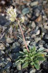 Phacelia corymbosa