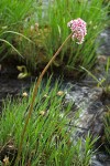 Umbrella Plant blooming above sedge foliage