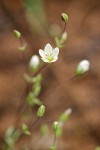 Thyme-leaf Sandwort blossom