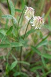 Trifolium howellii