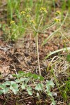 Howell's Biscuitroot