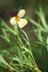 Hall's Violet blossom & foliage detail