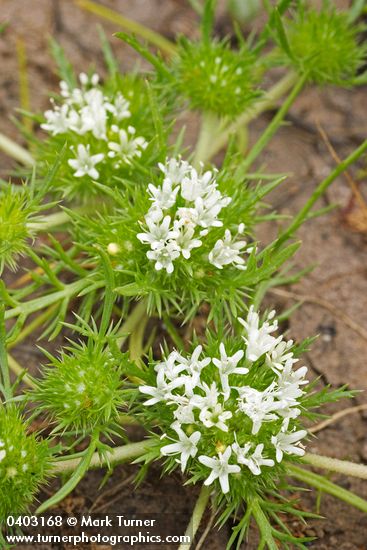 Navarretia leucocephala