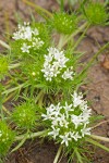 White Navarretia