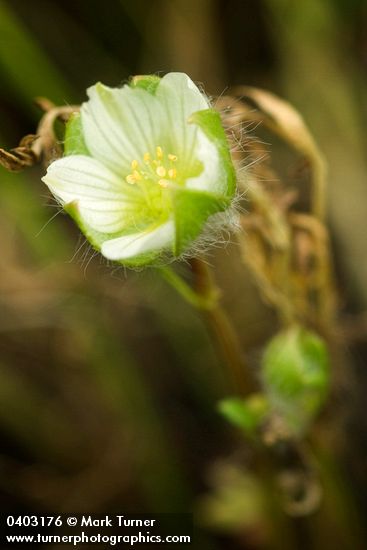 Limnanthes floccosa ssp. grandiflora