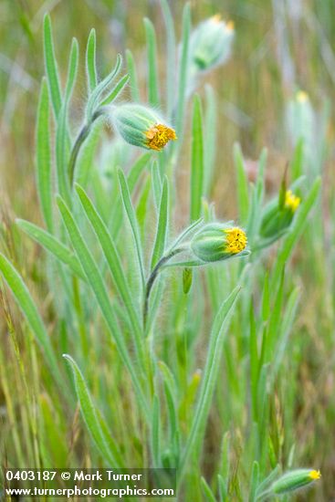 Achyrachaena mollis