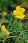 Potentilla millefolia