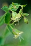 Silene campanulata