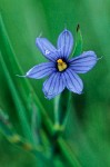 Blue-eyed Grass blossom wet w/ rain