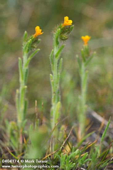 Amsinckia menziesii