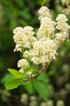 Ceanothus sanguineus