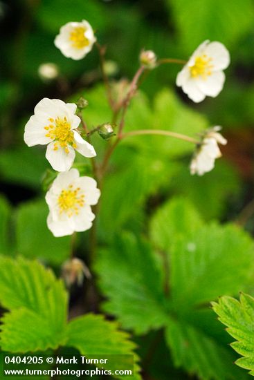 Fragaria vesca