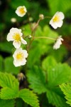 Woodland Strawberry