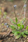 Myosotis laxa