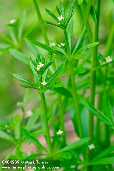 Galium aparine