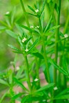 Bedstraw