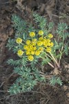 Lomatium cous