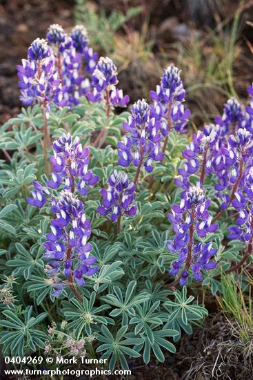 Lupinus saxosus