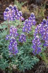 Lupinus saxosus