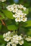 Black Hawthorn blossoms & foliage detail