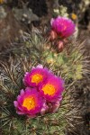 Hedgehog Cactus