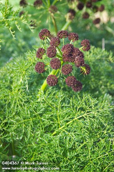 Lomatium dissectum