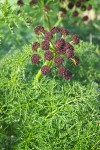 Lomatium dissectum