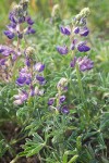 Lupinus littoralis