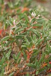 Beach Knotweed blossoms & foliage