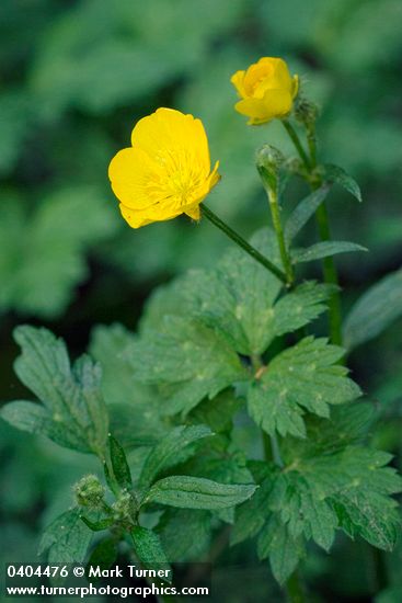 Ranunculus repens