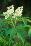 Red Elderberry blossoms & foliage detail