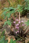 Hydrophyllum capitatum var. capitatum