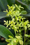 False Mermaidweed supported on Polygonum leaves