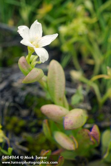 Montia chamissoi