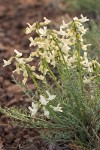 Astragalus reventiformis