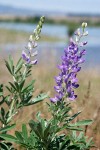 Streambank Lupine w/ Columbia R soft bkgnd