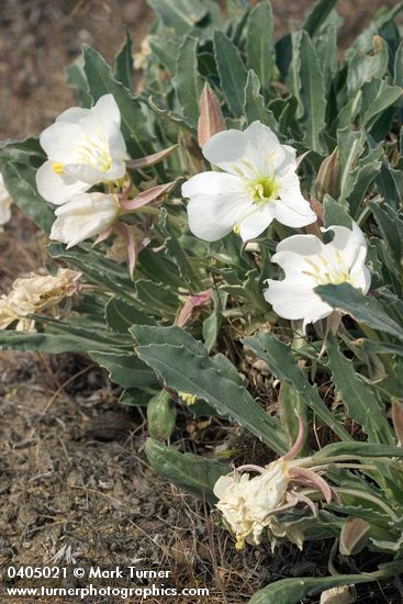 Oenothera caespitosa